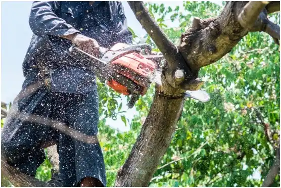 tree services Tomball